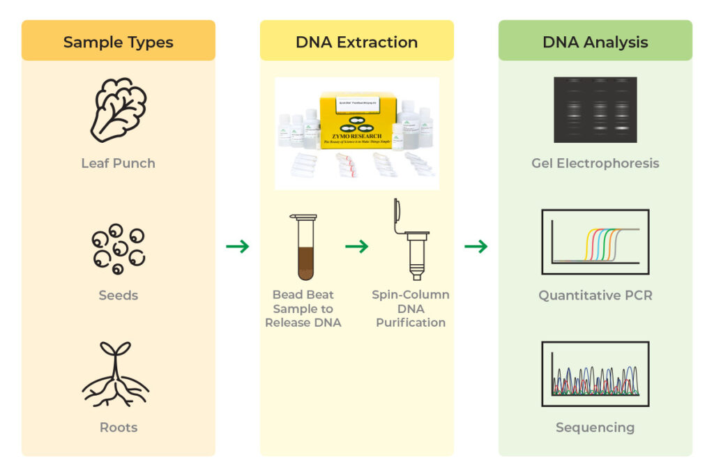 Zymo’s Alternative Method for Isolation of DNA From Plant Tissues If that all seems like a bit much, you aren’t wrong. Happily, there are plant-specific DNA isolation kits which provide faster, more consistent, high-purity DNA extraction than the conventional CTAB protocols and variations thereof. These are essential for maintaining and further supporting the rapidly evolving pace, scope, and scale of agricultural R&D. Zymo’s Quick-DNA Plant/Seed kits use bead beating and column-based purification to provide a simple, rapid workflow for the isolation of inhibitor-free DNA from a variety of plant sources (Figure 1). There are no repetitive and lengthy phase separation steps or hazardous reagents used, so you can further streamline your lab’s operations and protect the safety of key personnel. You can also skip the lengthy RNase digestion, incubation and centrifugation periods, and precipitation steps.