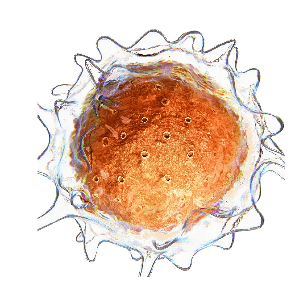 Cell Isolation