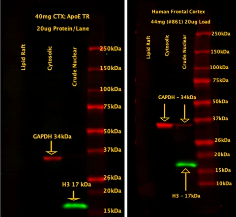 Evaluation of Cross-Contamination of Isolated Lipid Rafts