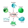 Cytokines-1-1-1.webp