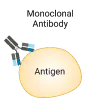 Monoclonal-Antibodies.webp