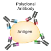 Polyclonal-Antibodies-1.webp