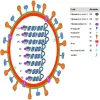 Viral-Antigens-1-1-1.webp